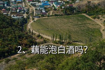 2、藕能泡白酒嗎？