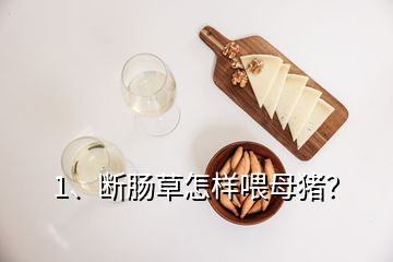 1、斷腸草怎樣喂母豬？