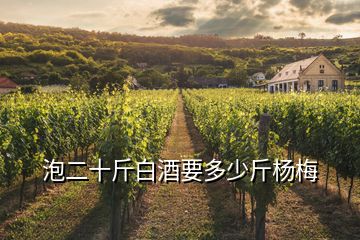 泡二十斤白酒要多少斤楊梅