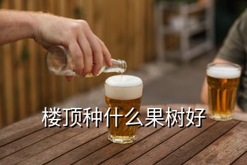 樓頂種什么果樹好