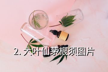 2. 大葉仙茅根須圖片