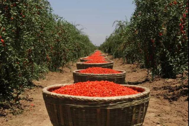 寧夏鋼鐵、寧夏紅董事長曹廣江正式“官宣”：寧鋼61年積淀為基座，有信心承載寧夏紅的未來