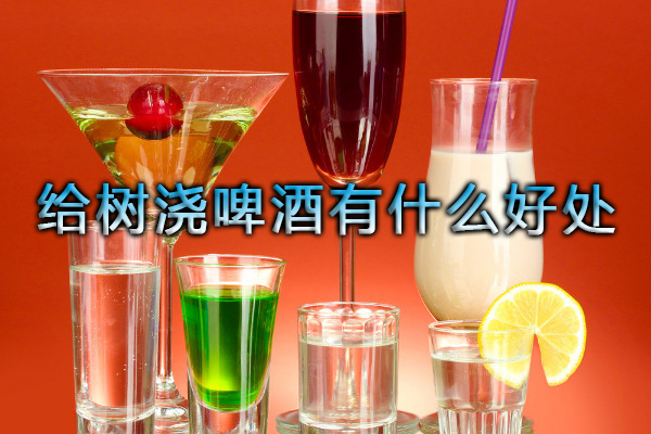 給樹澆啤酒有什么好處