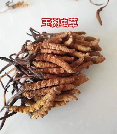 蟲草價(jià)格多少錢一根(蟲草價(jià)格多少錢一根)