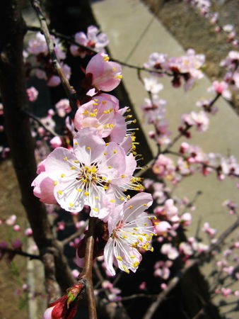 吉林桃花十里醉多少錢(qián)(十里桃花醉酒多少錢(qián))