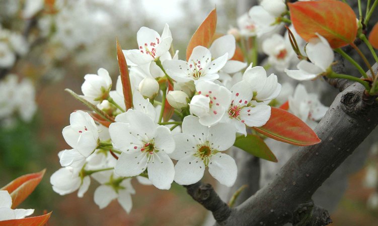 山西應(yīng)縣梨花春酒價格(應(yīng)縣梨花春酒系列價格)