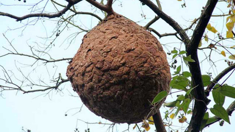 馬蜂泡酒價(jià)格(馬蜂泡酒多少錢)