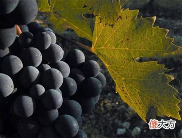 如何加盟葡萄酒商,紅酒如何營(yíng)銷(xiāo)